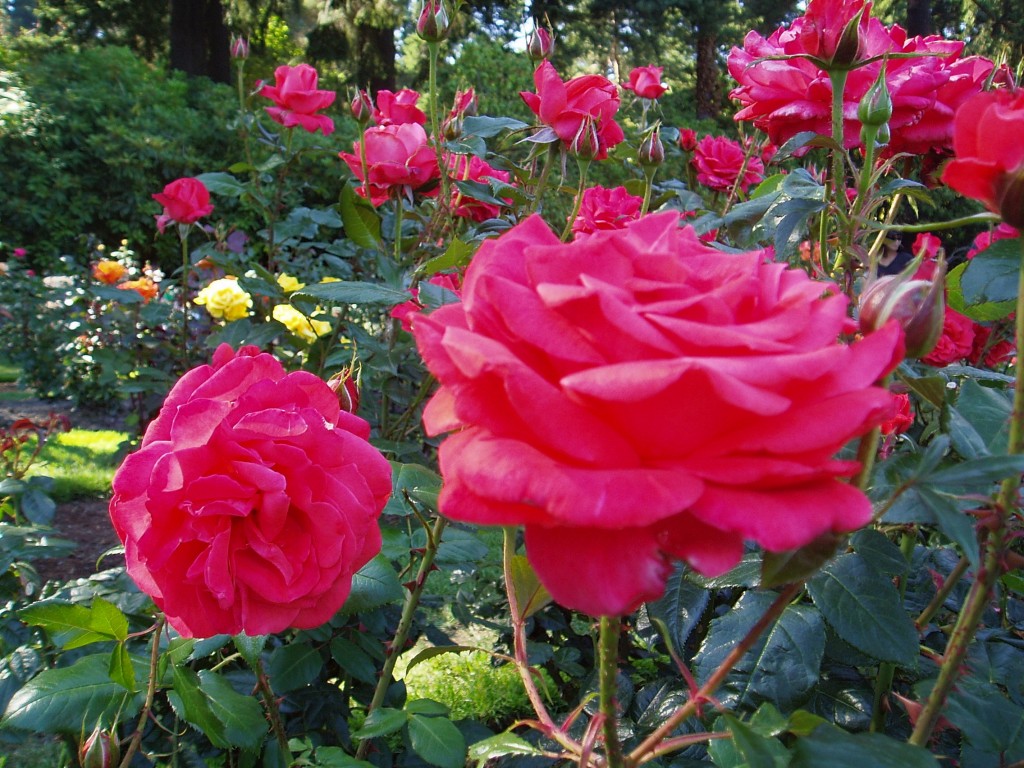 Roses-in-Bloom